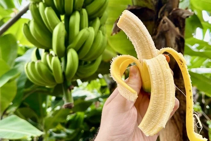 Banan na plantacji w Madalena do Mar