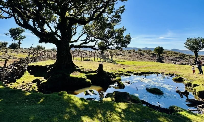 Powyginane drzewo nad stawem
